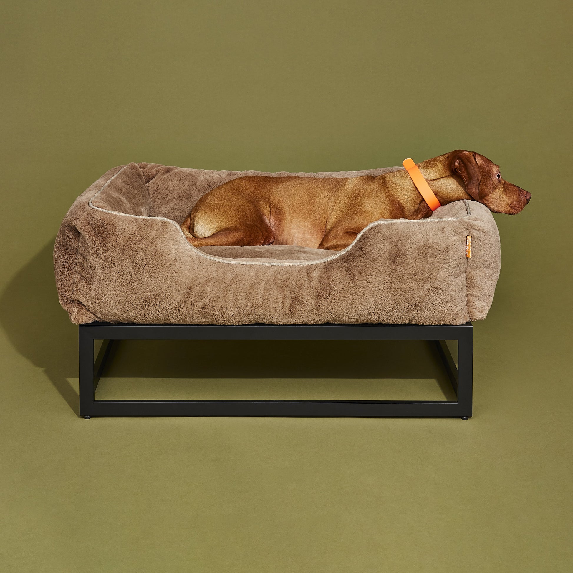 Dog lying on a brown pet bed against a green background