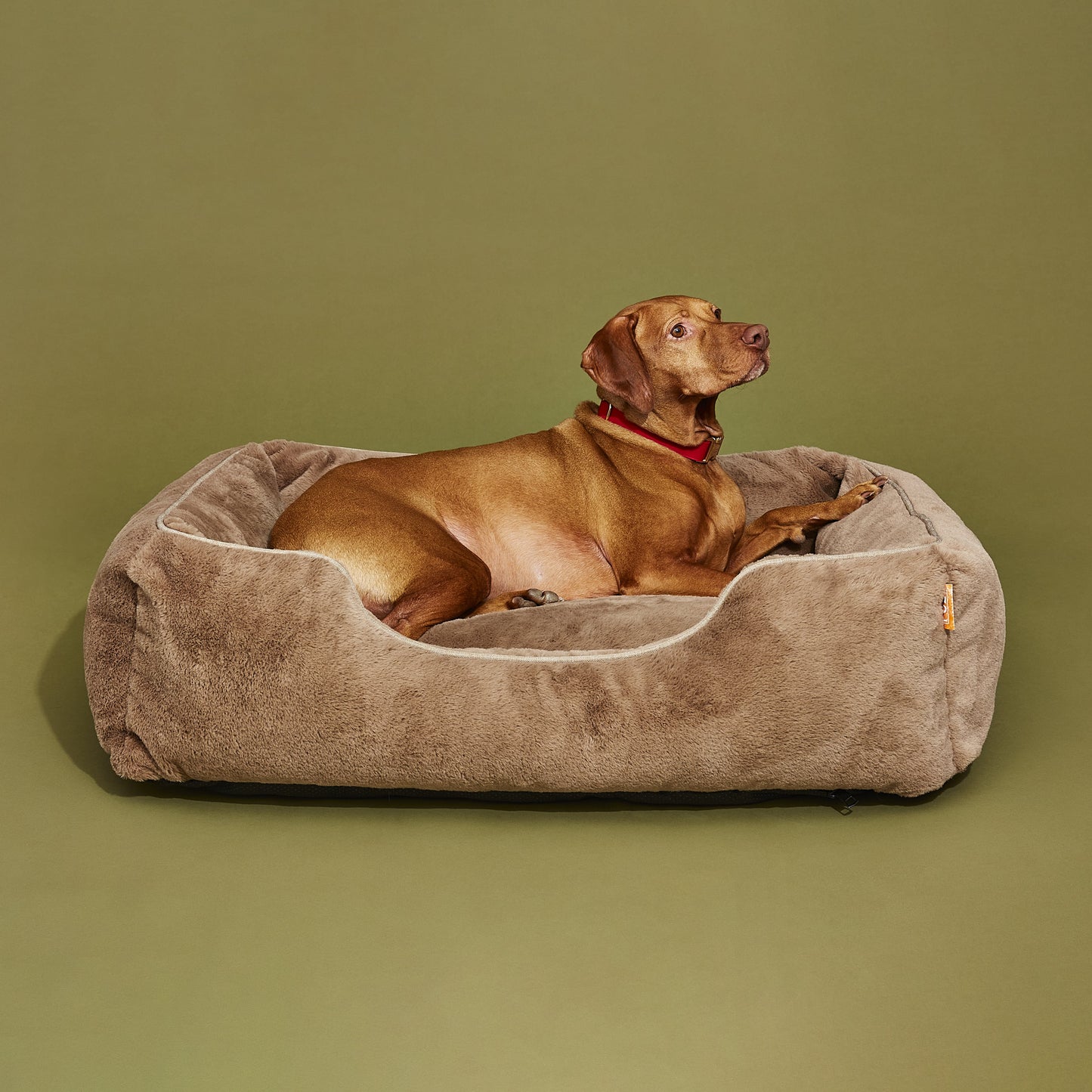 Dog lying on a brown pet bed against a green background