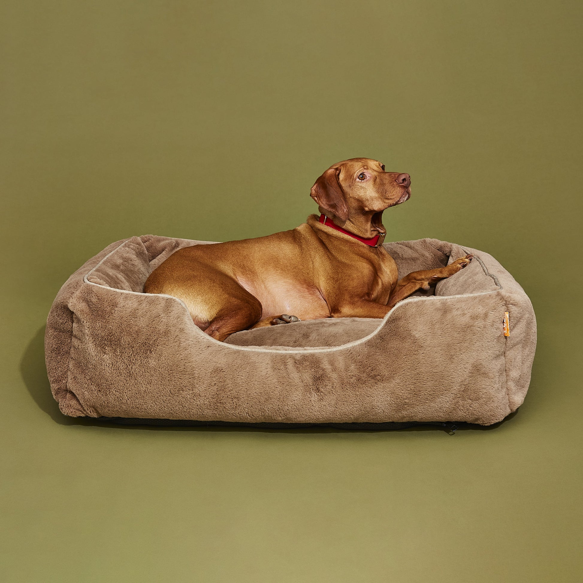 Dog lying on a brown pet bed against a green background