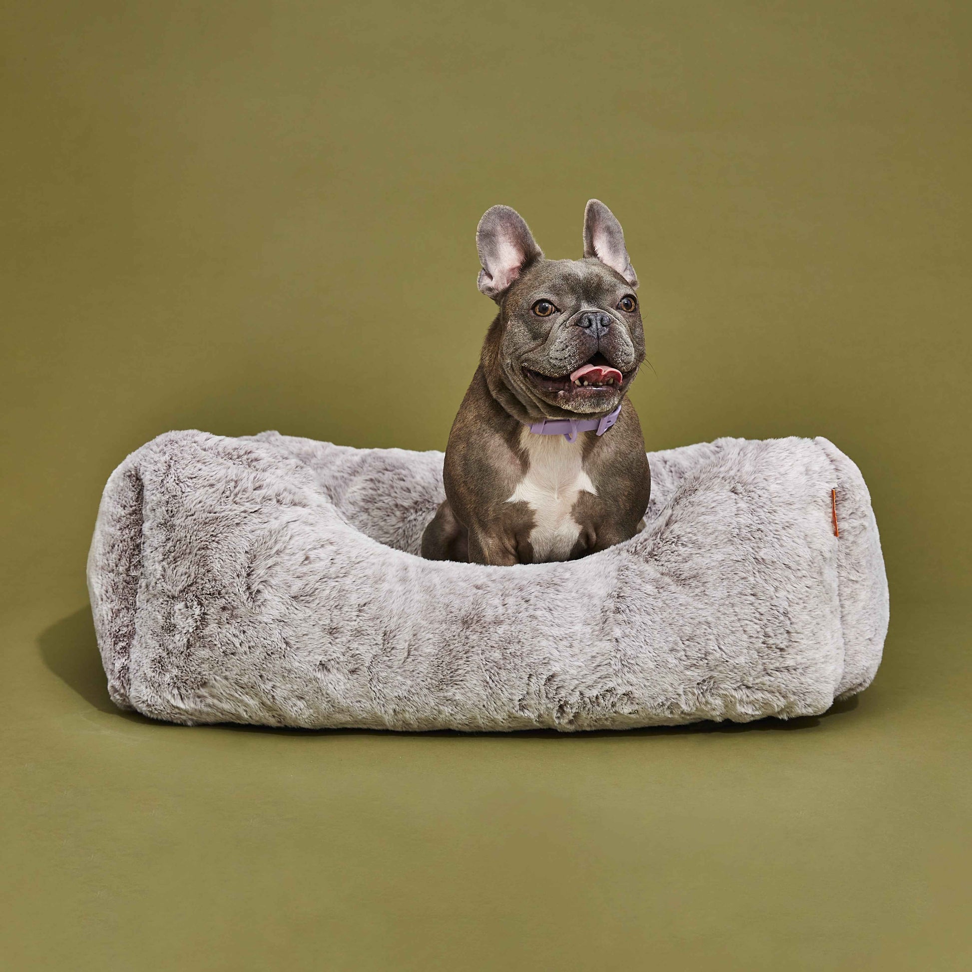 The Sammy Dog Bed with brown dog on green background