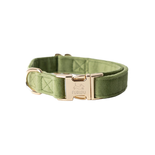 Green dog collar with gold buckle on a white background