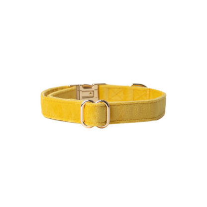 Yellow dog collar with a metal buckle on a white background