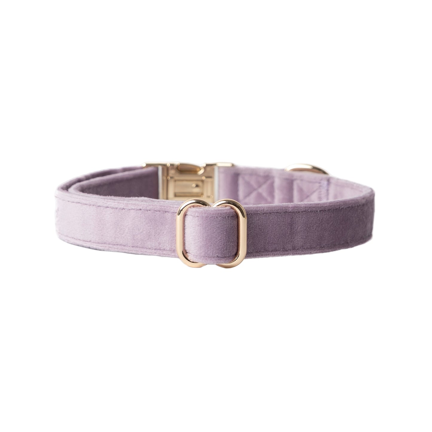 Purple dog collar with gold hardware on a white background