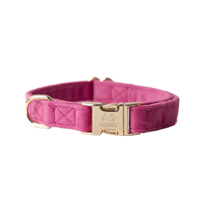 Pink dog collar with gold buckle on a white background