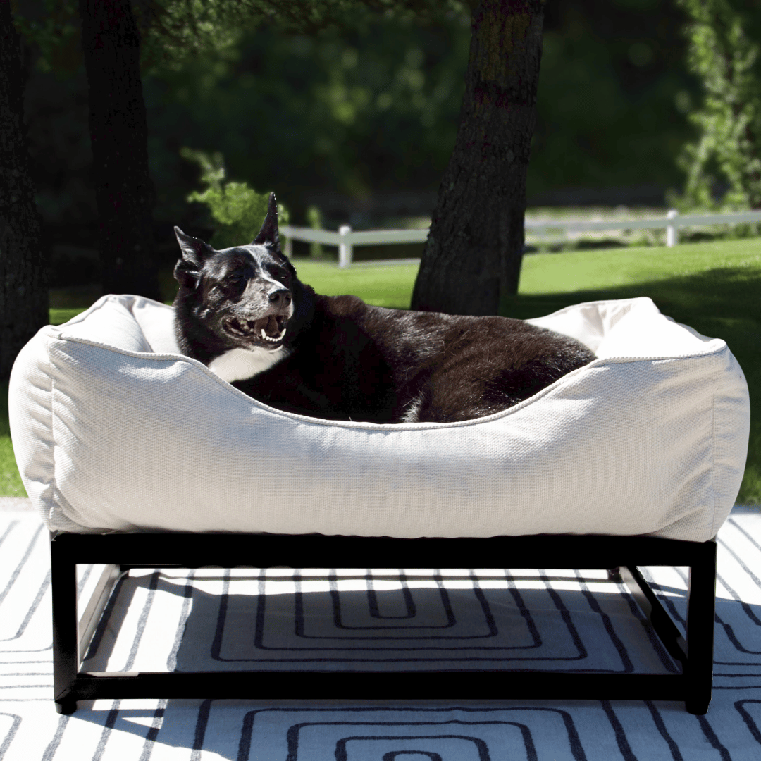 Dog lying on a white pet bed with a black frame against a white background