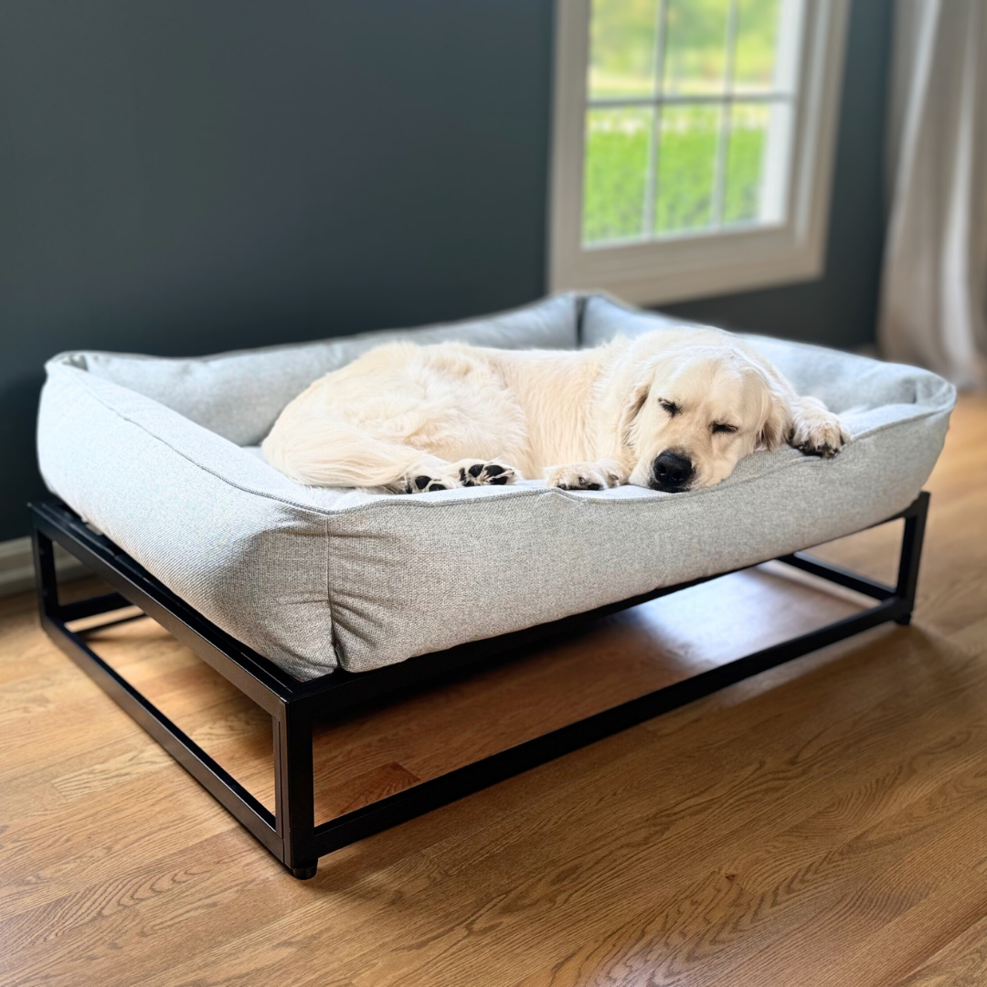 Dog lying on a large pet bed with a metal frame in a room with a window.
