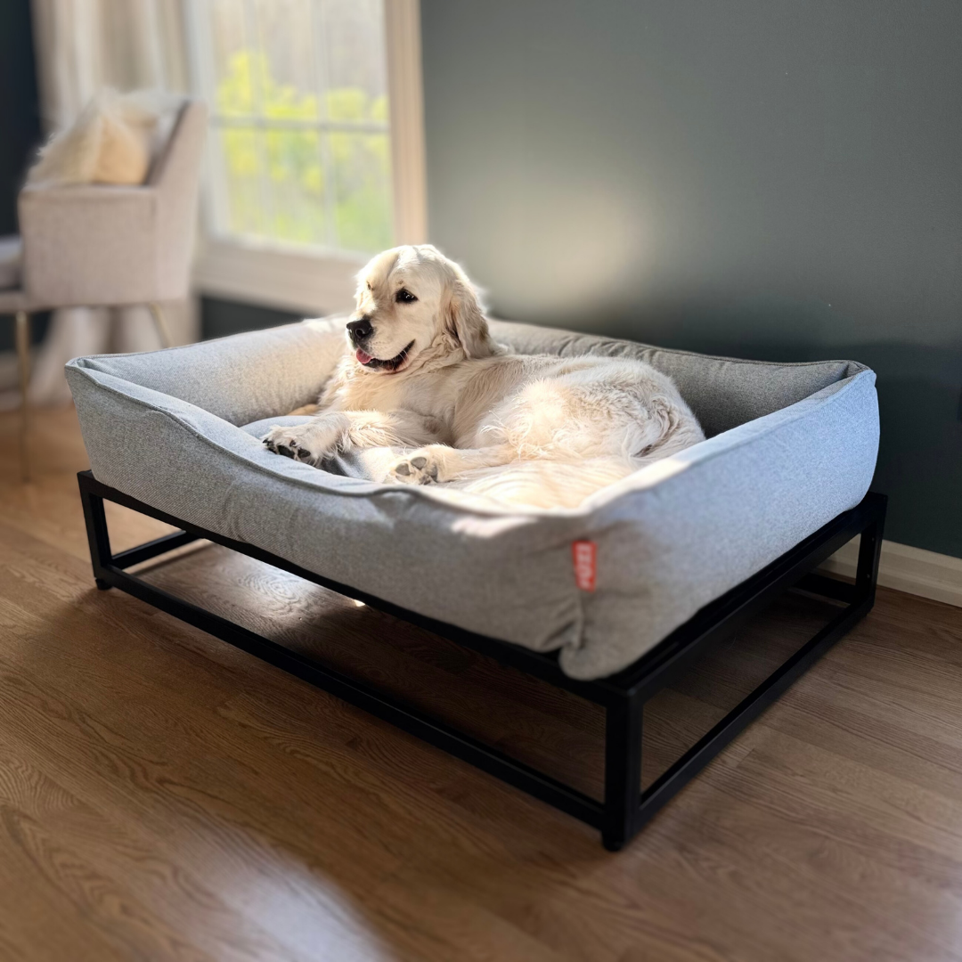 Dog lying on a large pet bed in a room with wooden flooring and a window.