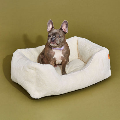 Dog sitting on a white pet bed against a green background