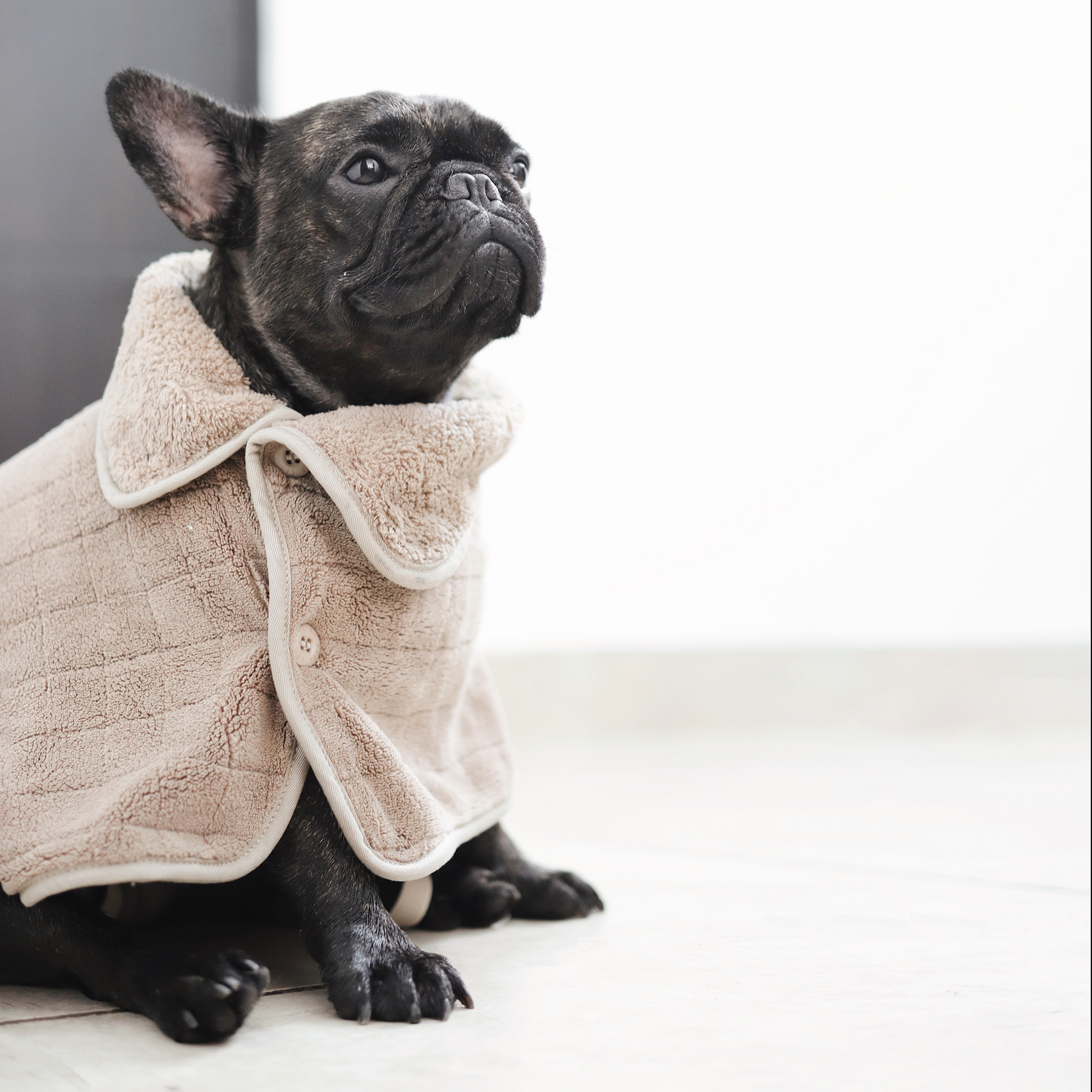 Black dog wearing a beige bathrobe on a light background