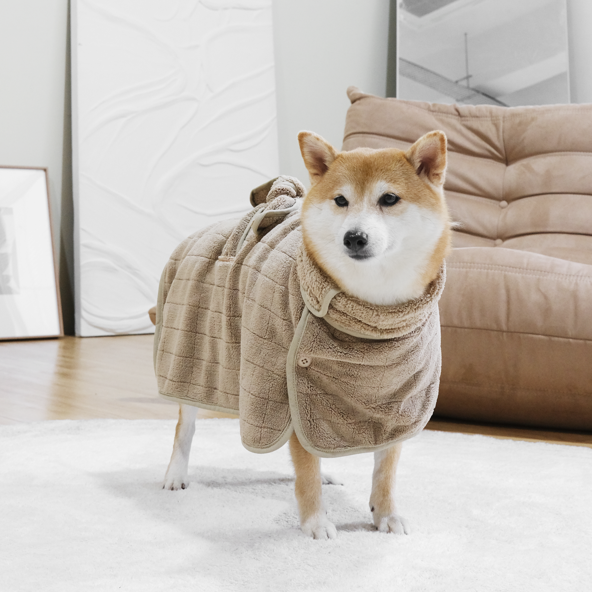 Dog wearing a beige robe standing on a white rug with a neutral-colored couch in the background.
