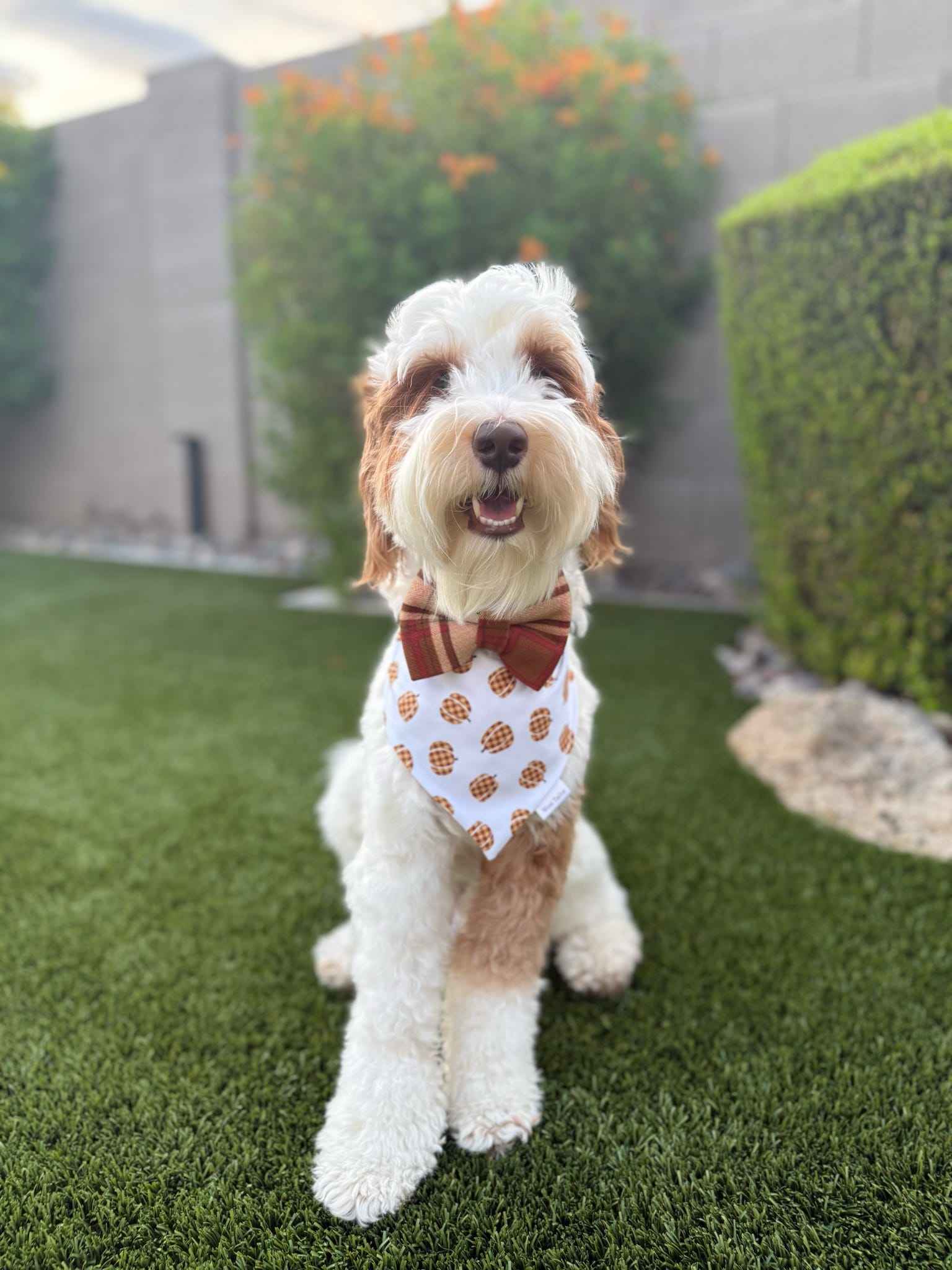 Dog wearing a bow tie and bandana sitting on grass