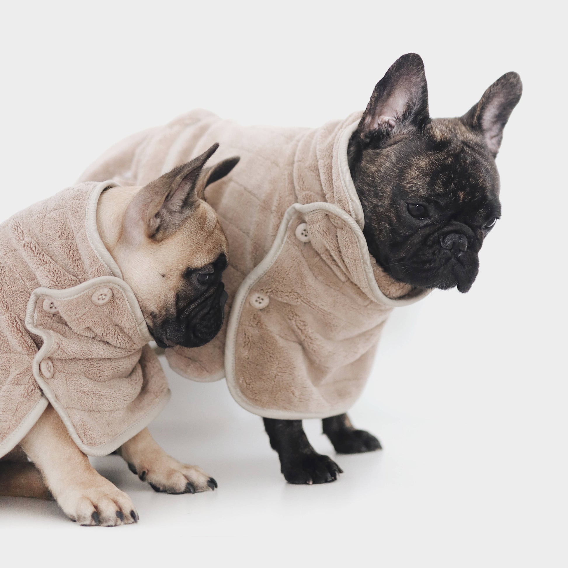 Two dogs wearing beige robes on a white background