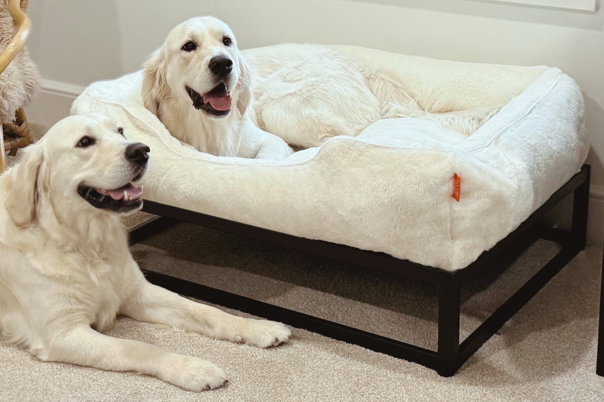 Two dogs on a large fluffy pet bed in a home setting