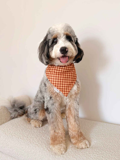 Dog wearing a checkered bandana on a white background