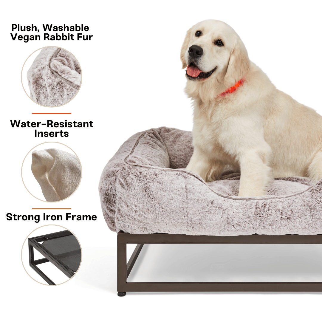 Dog sitting on a plush pet bed with features highlighted on a white background