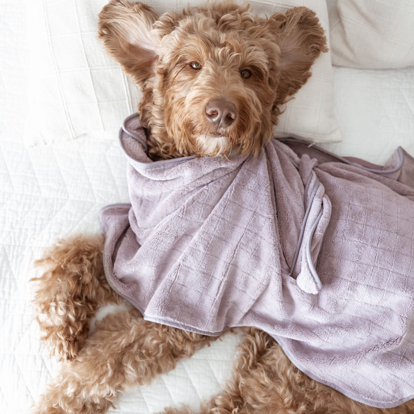Dog wrapped in a light purple bathrobe on a white surface