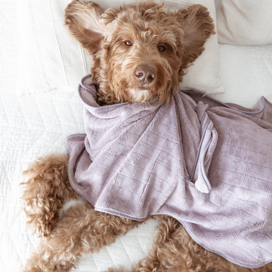Dog wrapped in a light purple bathrobe on a white surface