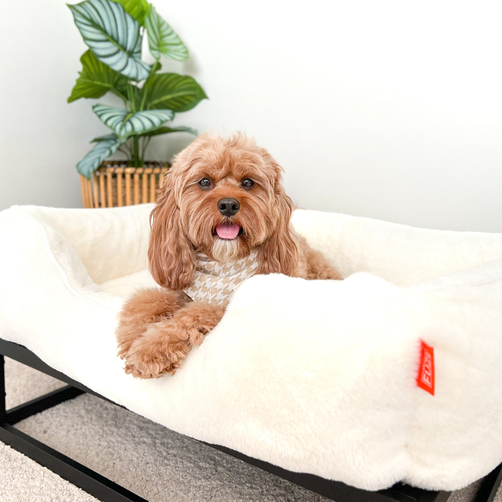 Dog lying on a white pet bed with a plant in the background