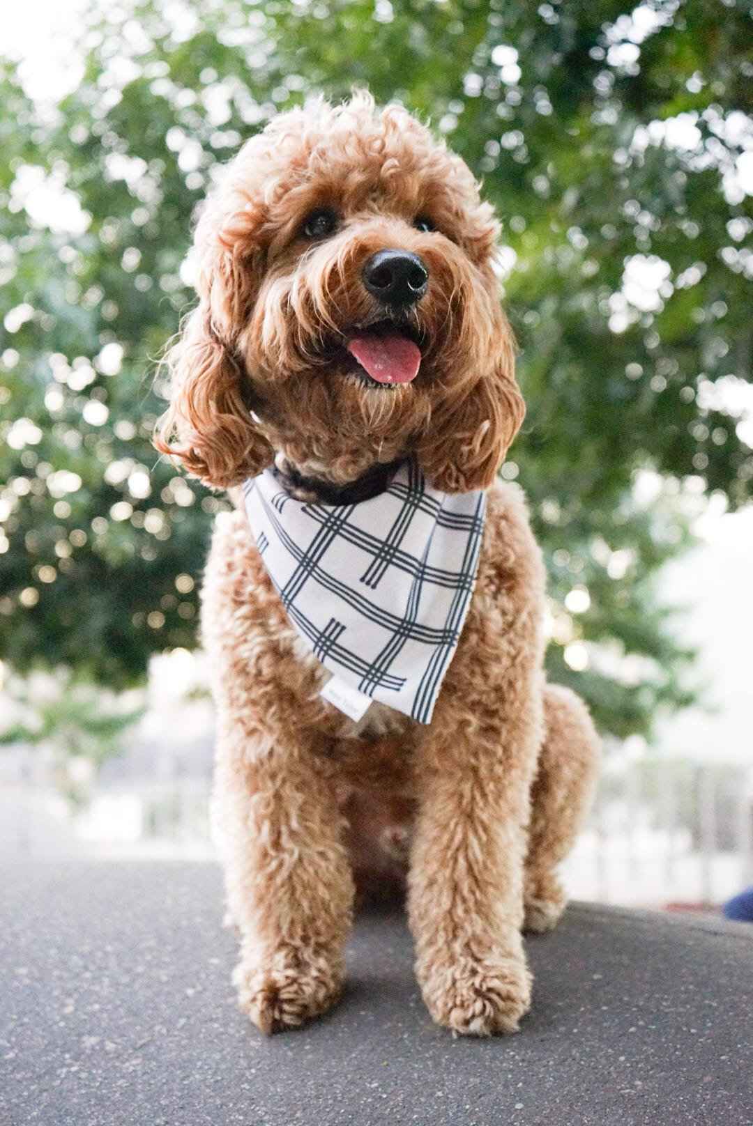 Brown dog wearing a plaid bandana sitting outdoors with greenery in the background