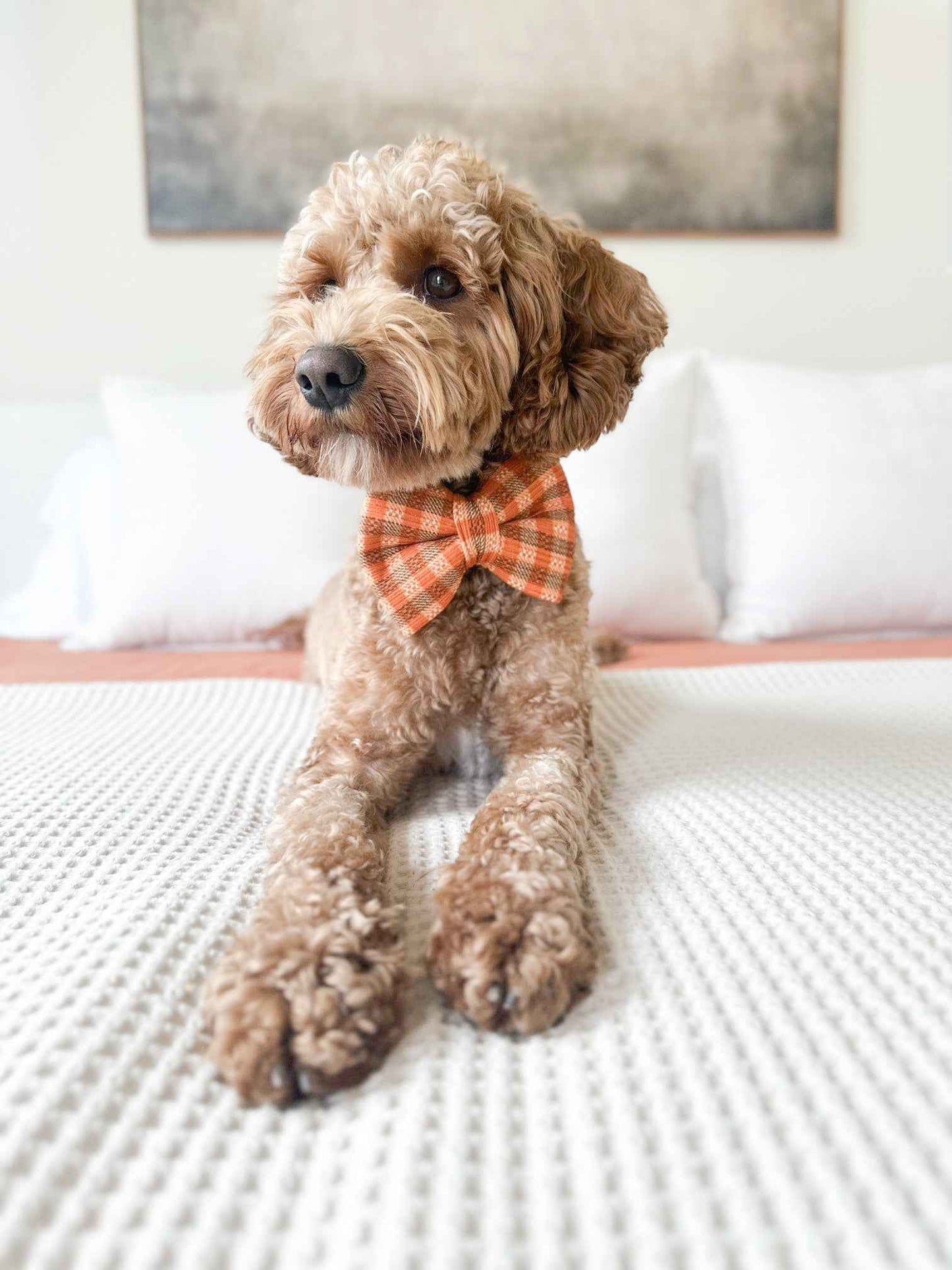 Dog wearing a bow tie sitting on a bed