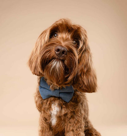 Denim Bow on brown dog