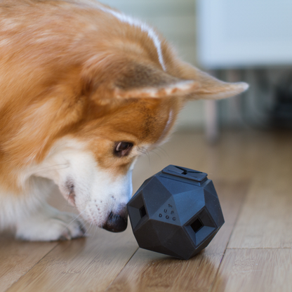 Dog interacting with a black geometric dog toy on a wooden floor.