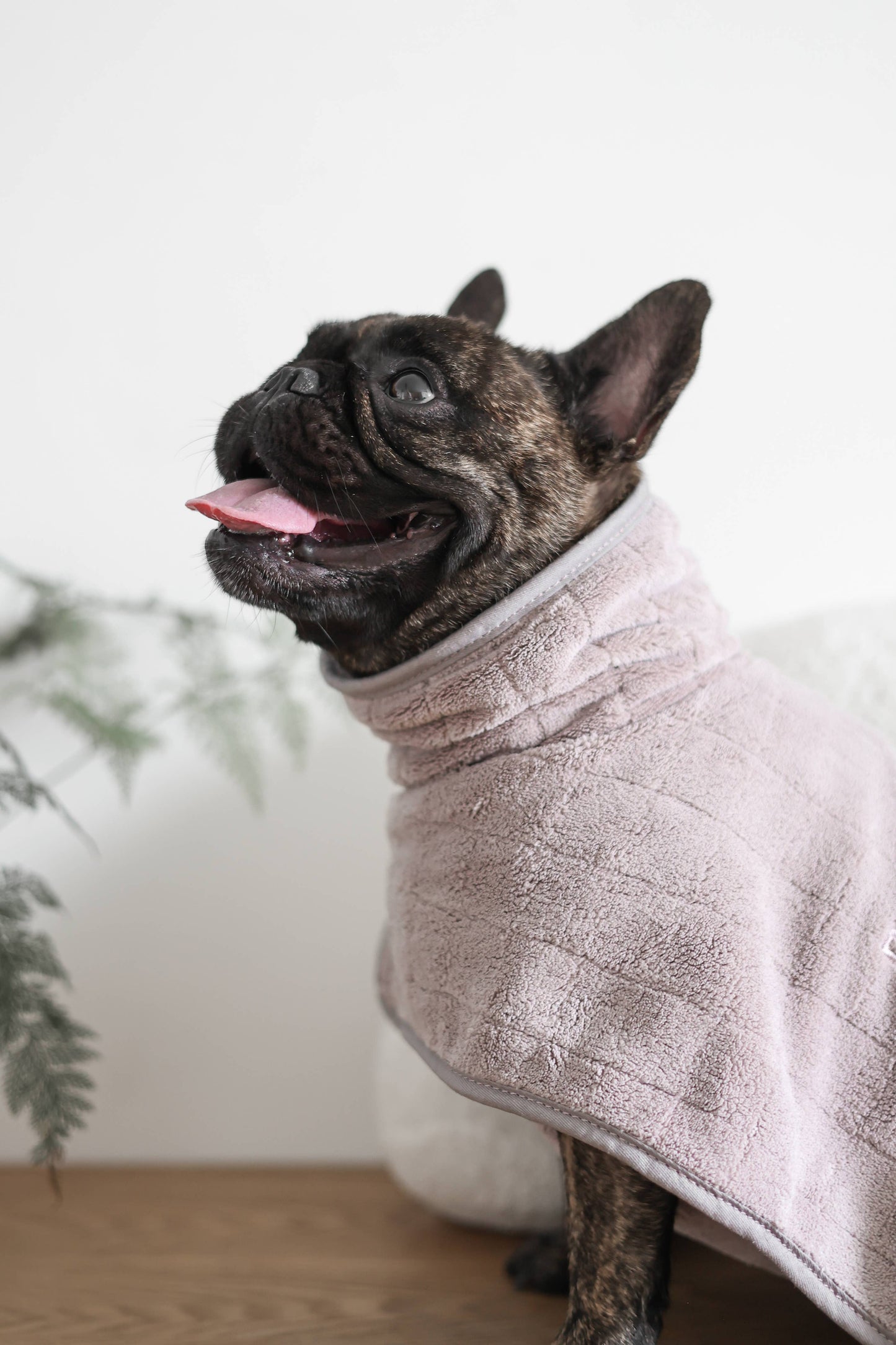 Dog wrapped in a bathrobe with a blurred background