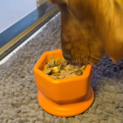 Cat eating from an orange food bowl on a carpeted floor