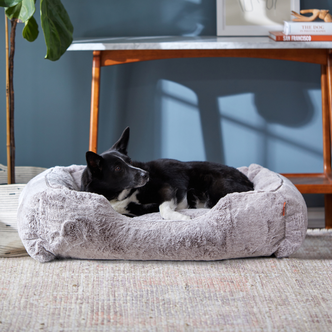 The Sammy Dog Bed with black dog in office setting