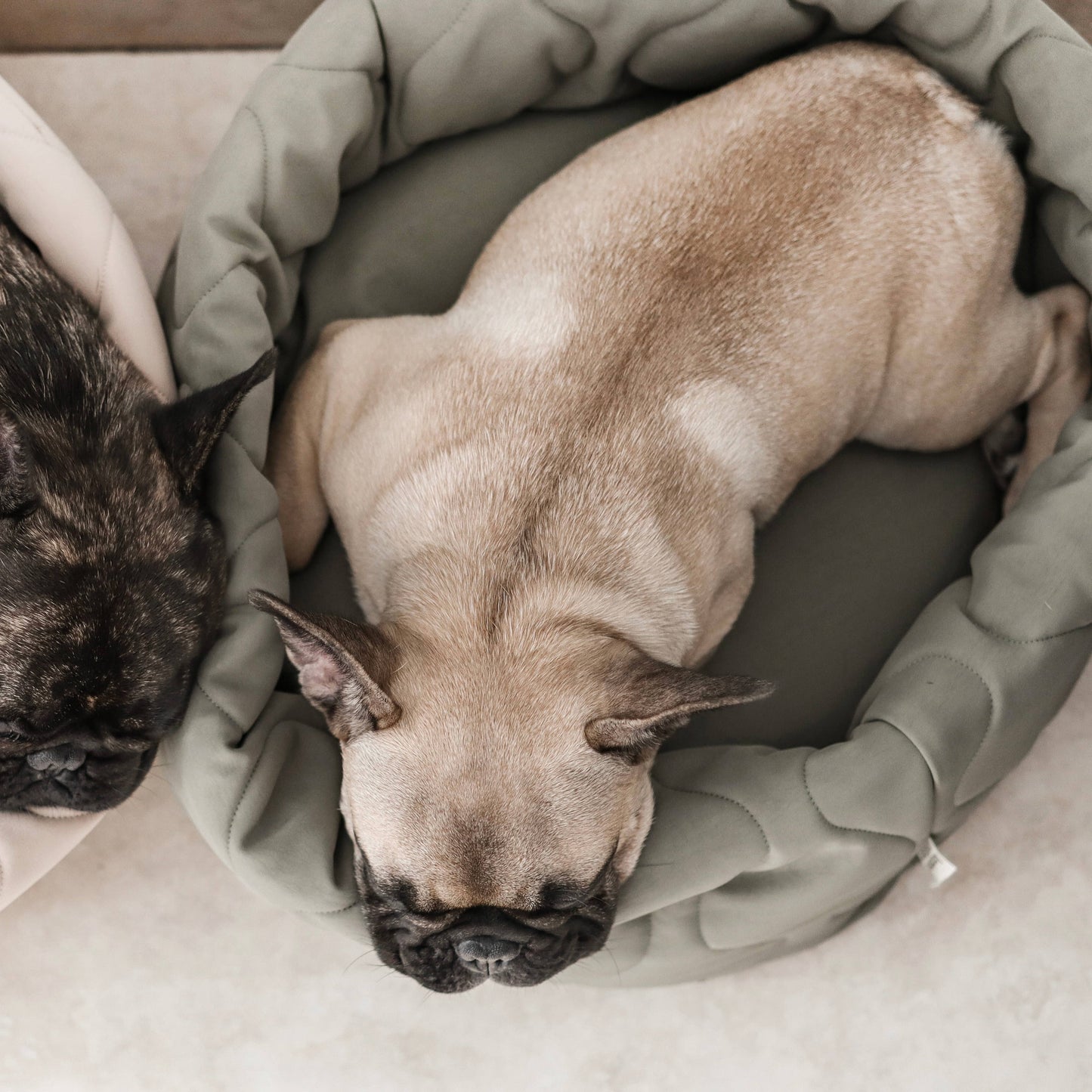 Taart Small Breed Dog Bed in Plum, Fern, & Camel