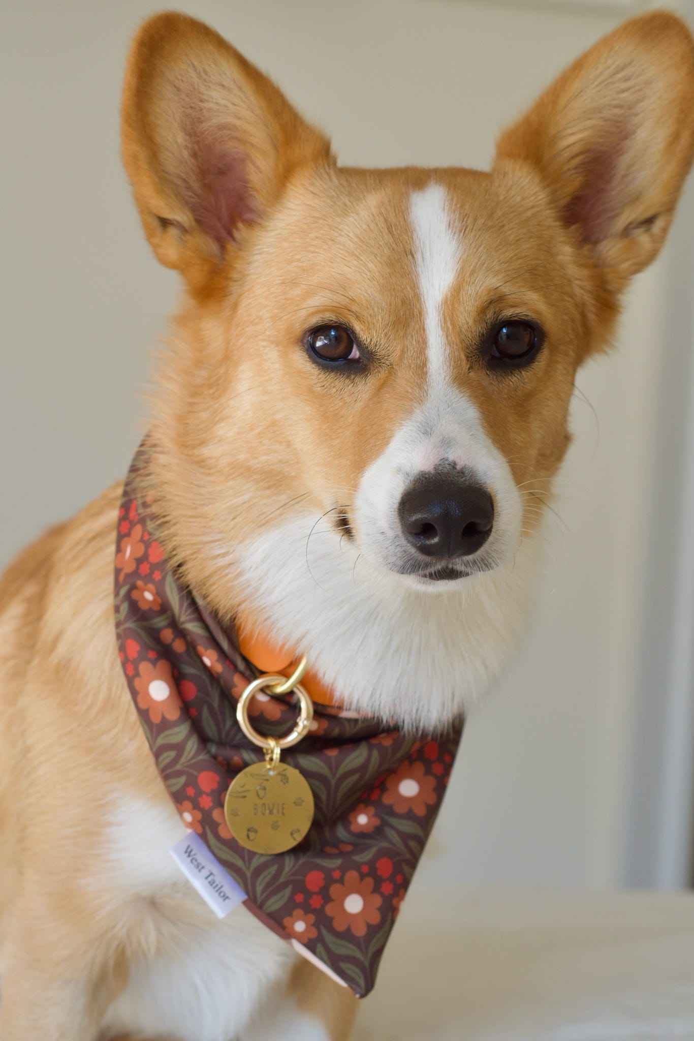 Dog wearing a patterned bandana with gold tags on a neutral background