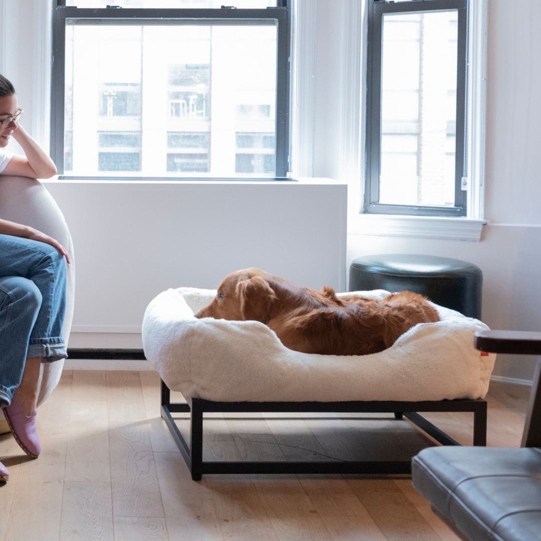 Person sitting on a chair next to a large dog bed with a dog inside, in a room with large windows.
