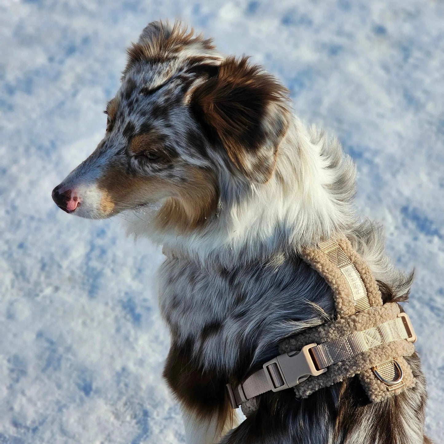 Sherpa Dog Harness in Sand