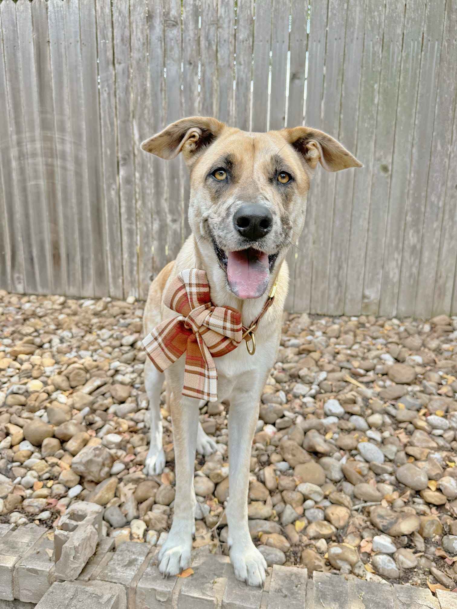 Wexley Bow in sailor bow style on dog