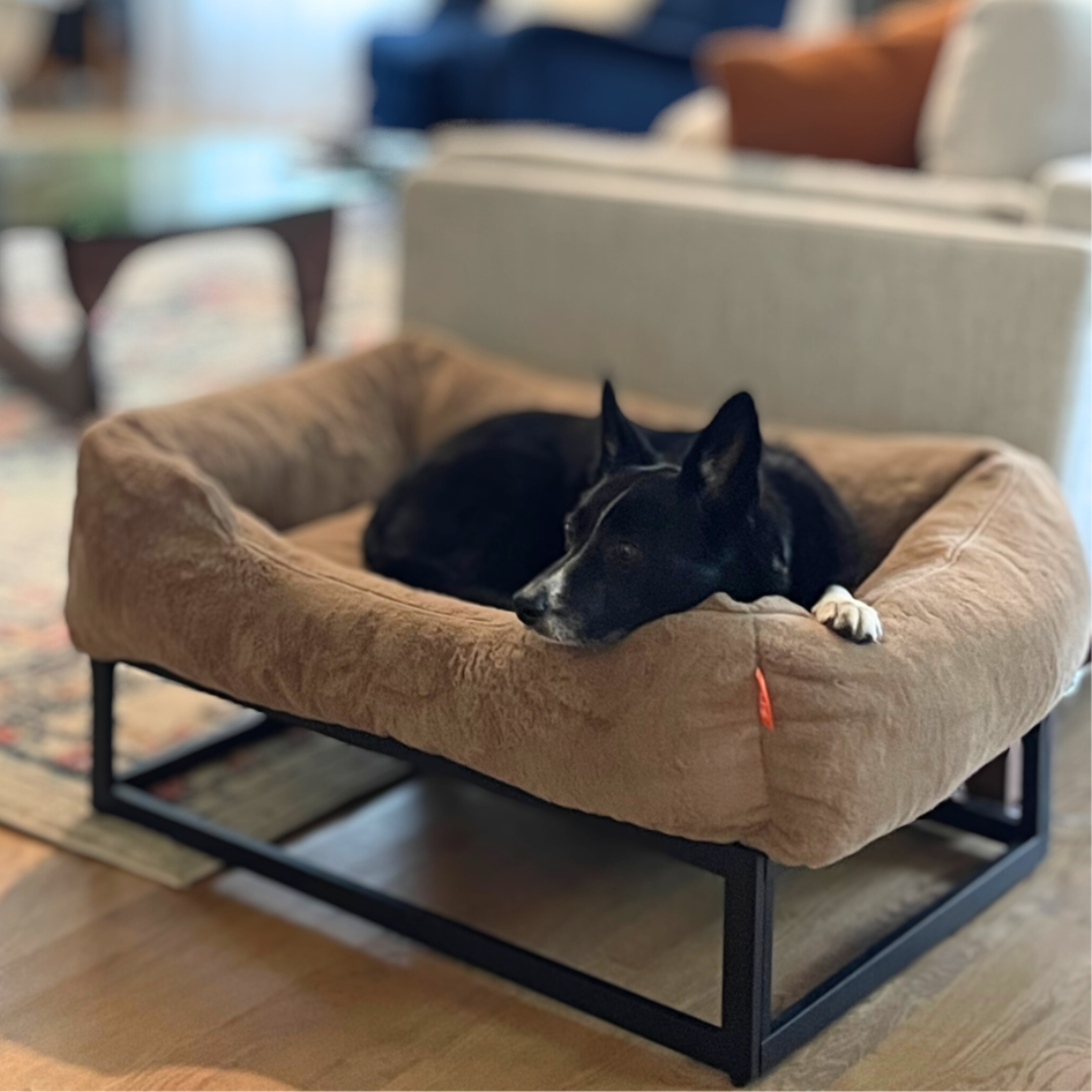 Dog lying on a brown pet bed in a living room setting