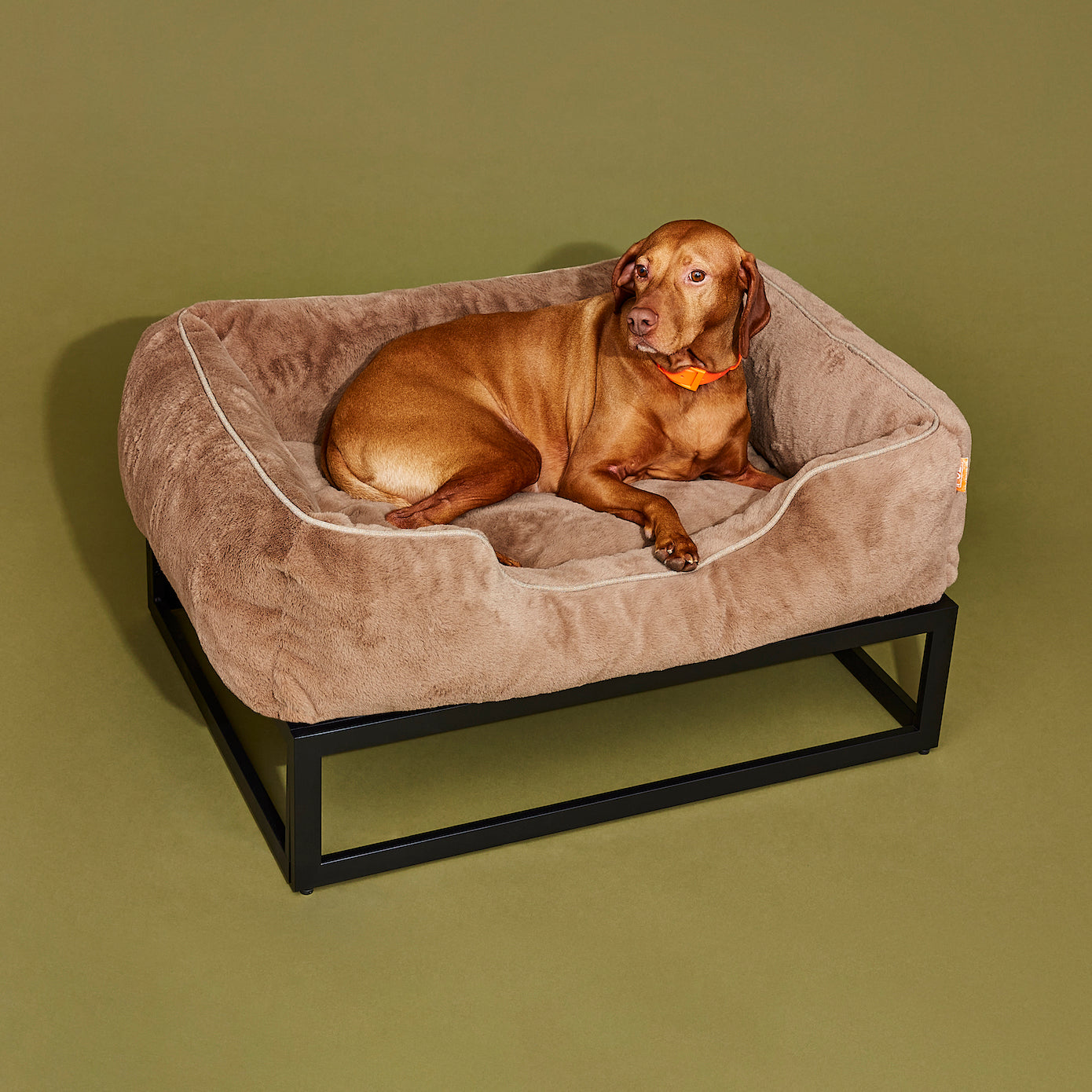 Dog lying on a brown pet bed against a green background