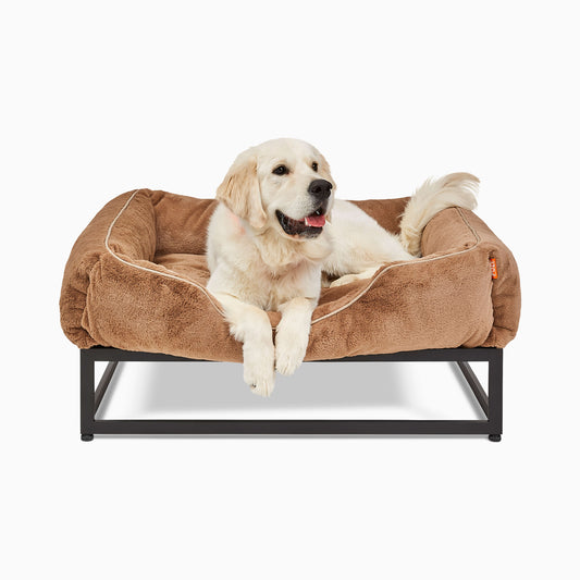 Dog lying on a brown pet bed with a white background
