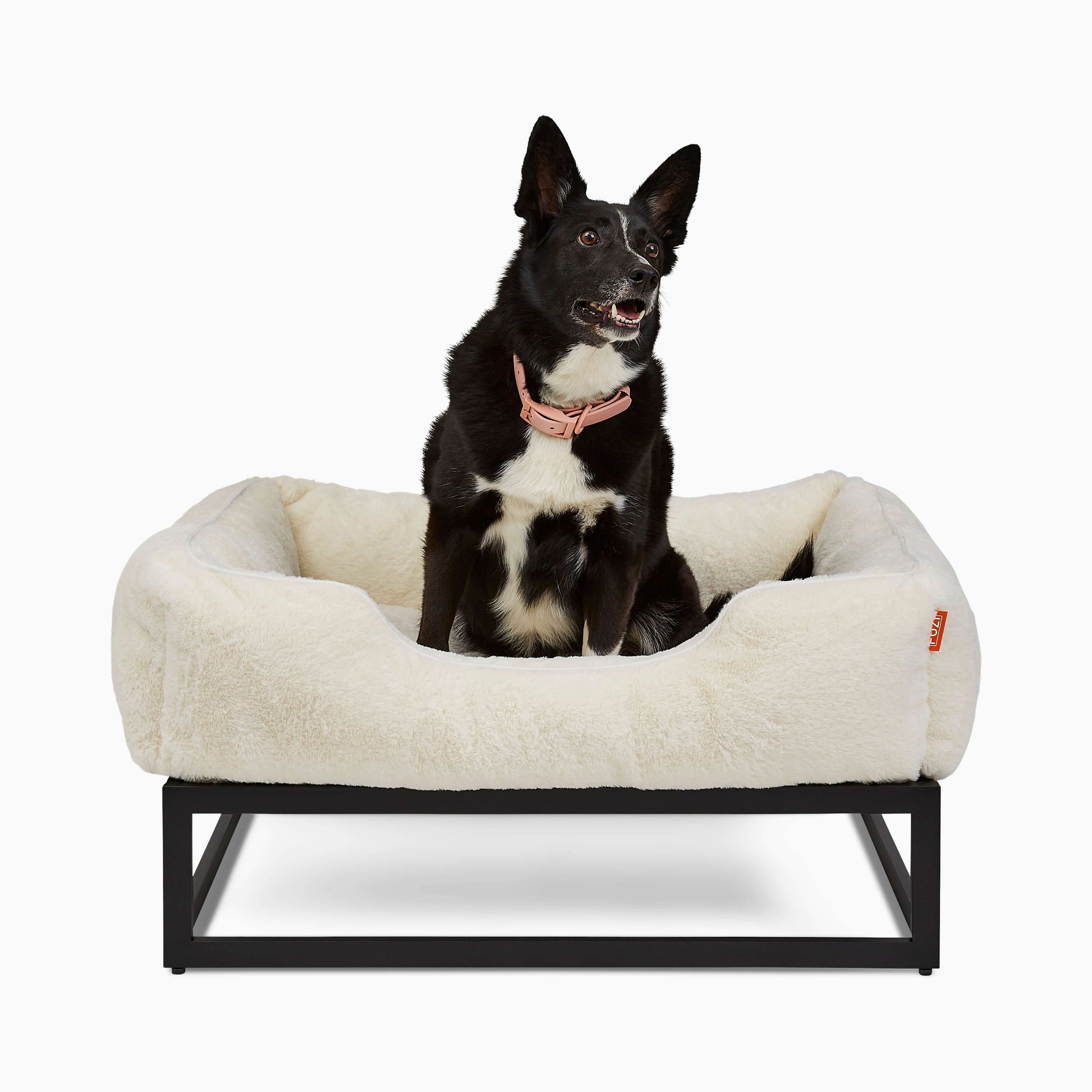 Dog sitting on a fluffy pet bed with a white background