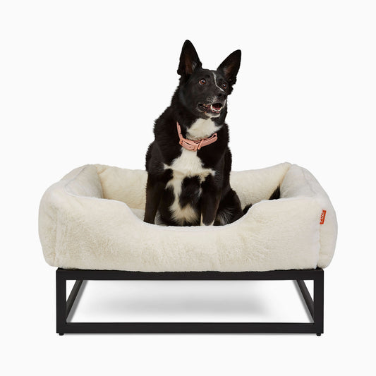 Dog sitting on a fluffy pet bed with a white background