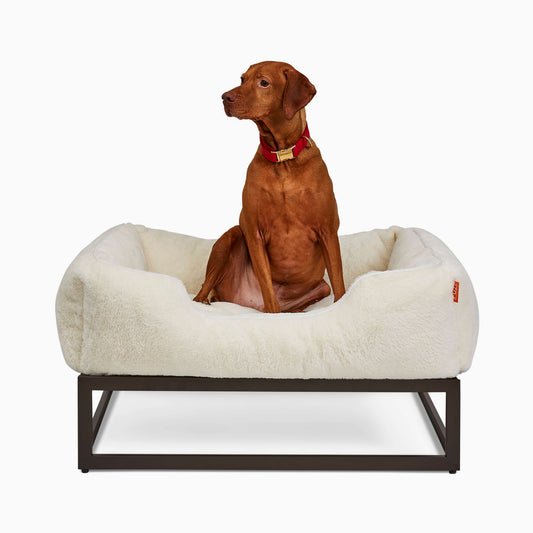 Brown dog sitting on a white dog bed with a white background