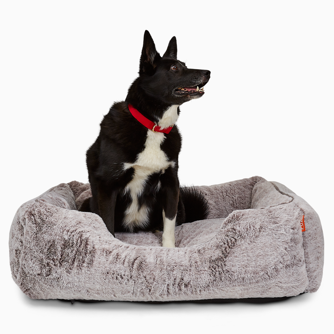 The Sammy Dog Bed with black and white dog