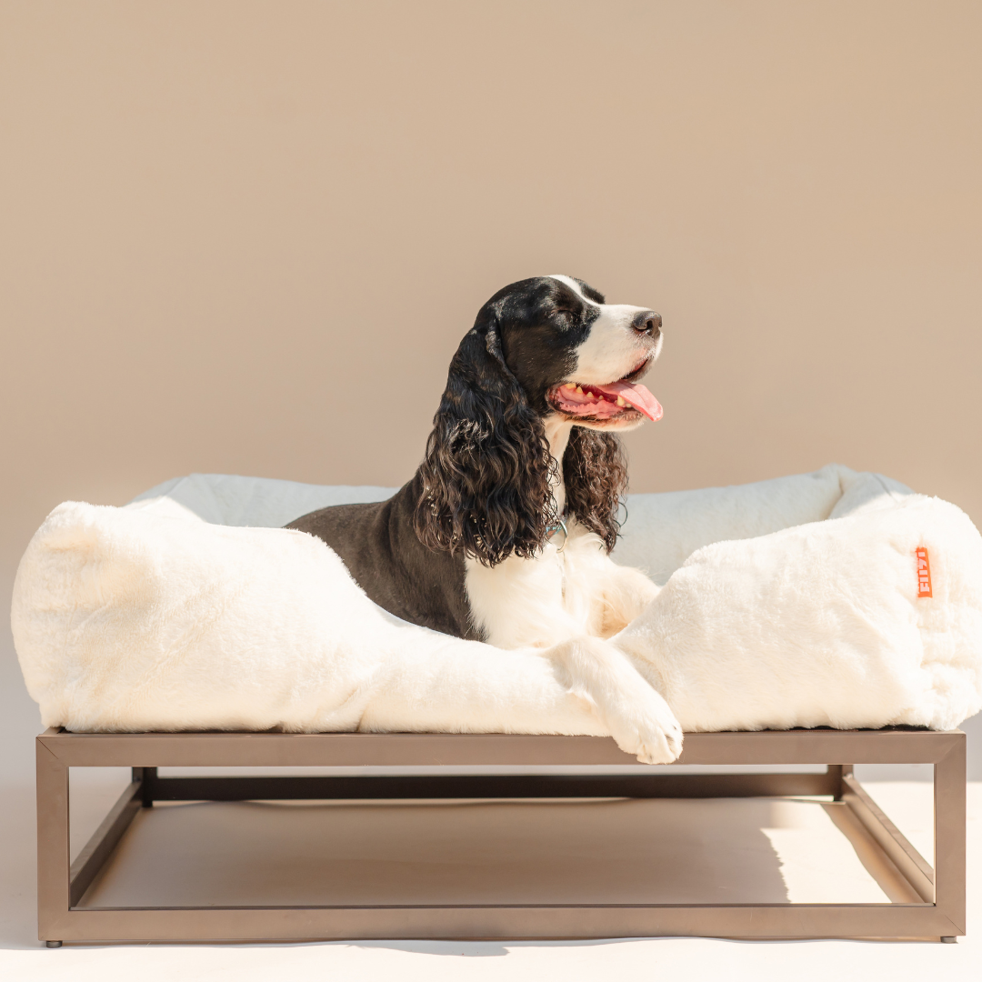 Dog lying on a fluffy pet bed with a beige background