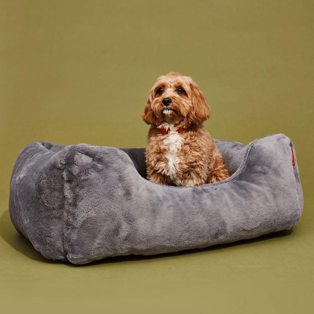 Dog sitting in a gray dog bed on a green background