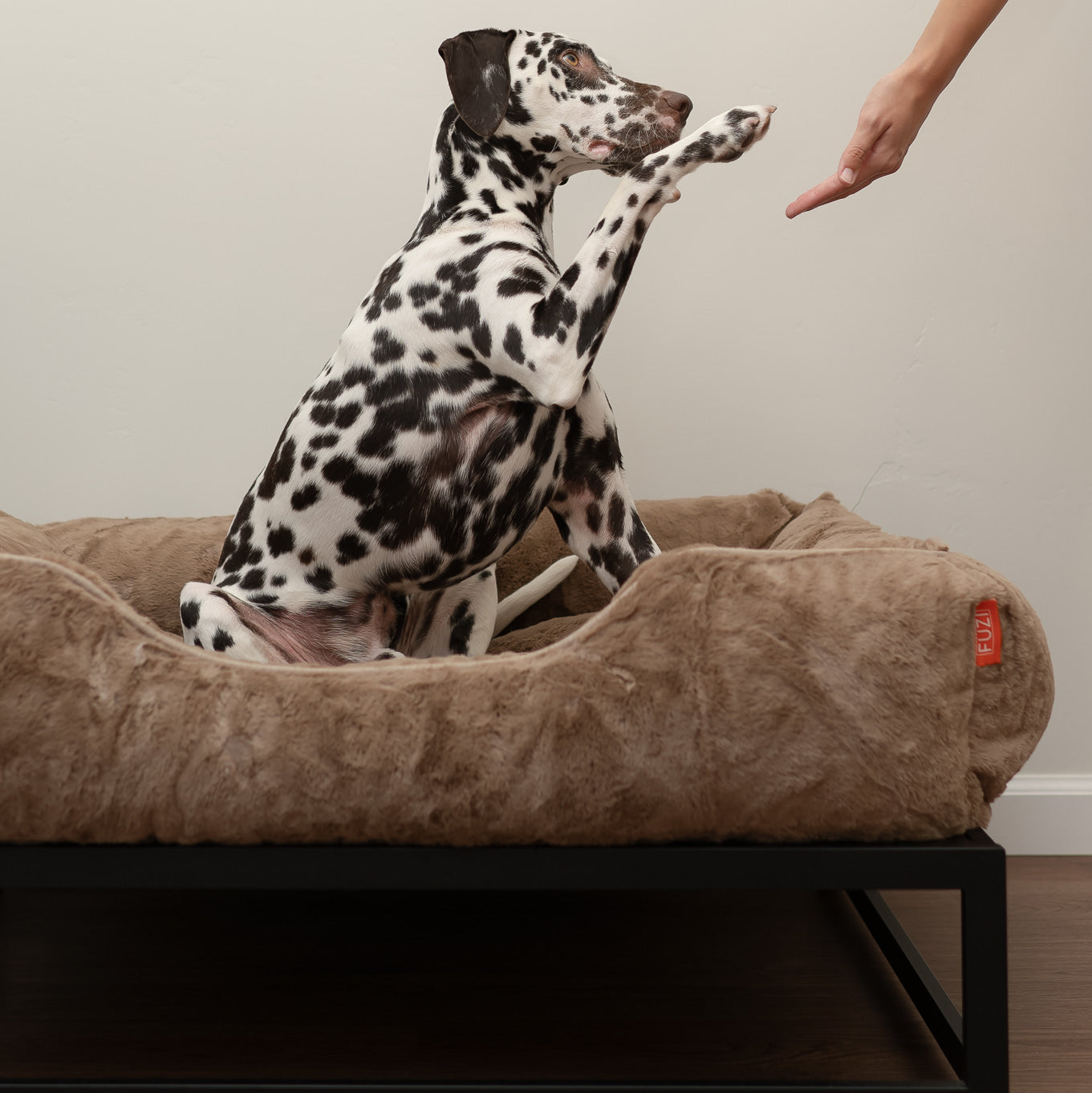 Dalmatian dog on a brown pet bed with a person's hand reaching out.