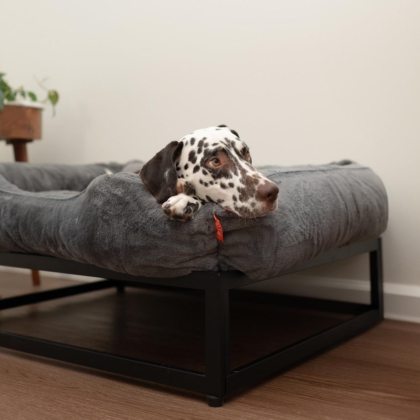 Dog lying on a gray pet bed with a wooden floor and white wall in the background