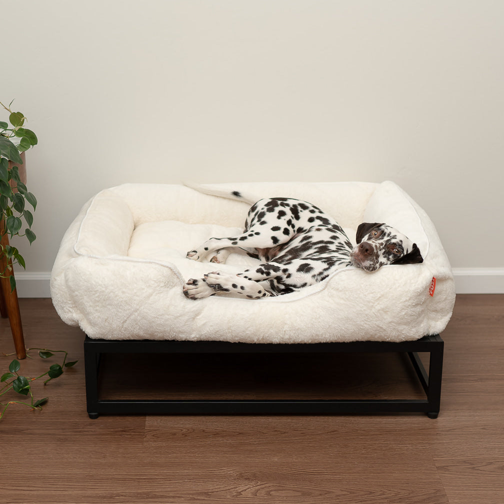 Dog lying on a white pet bed with black legs in a room with a plant and wooden floor.