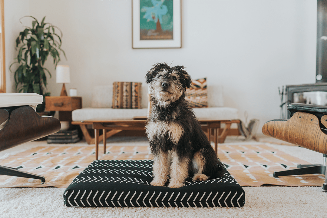 Black Chevron Orthopedic Dog Bed Dog