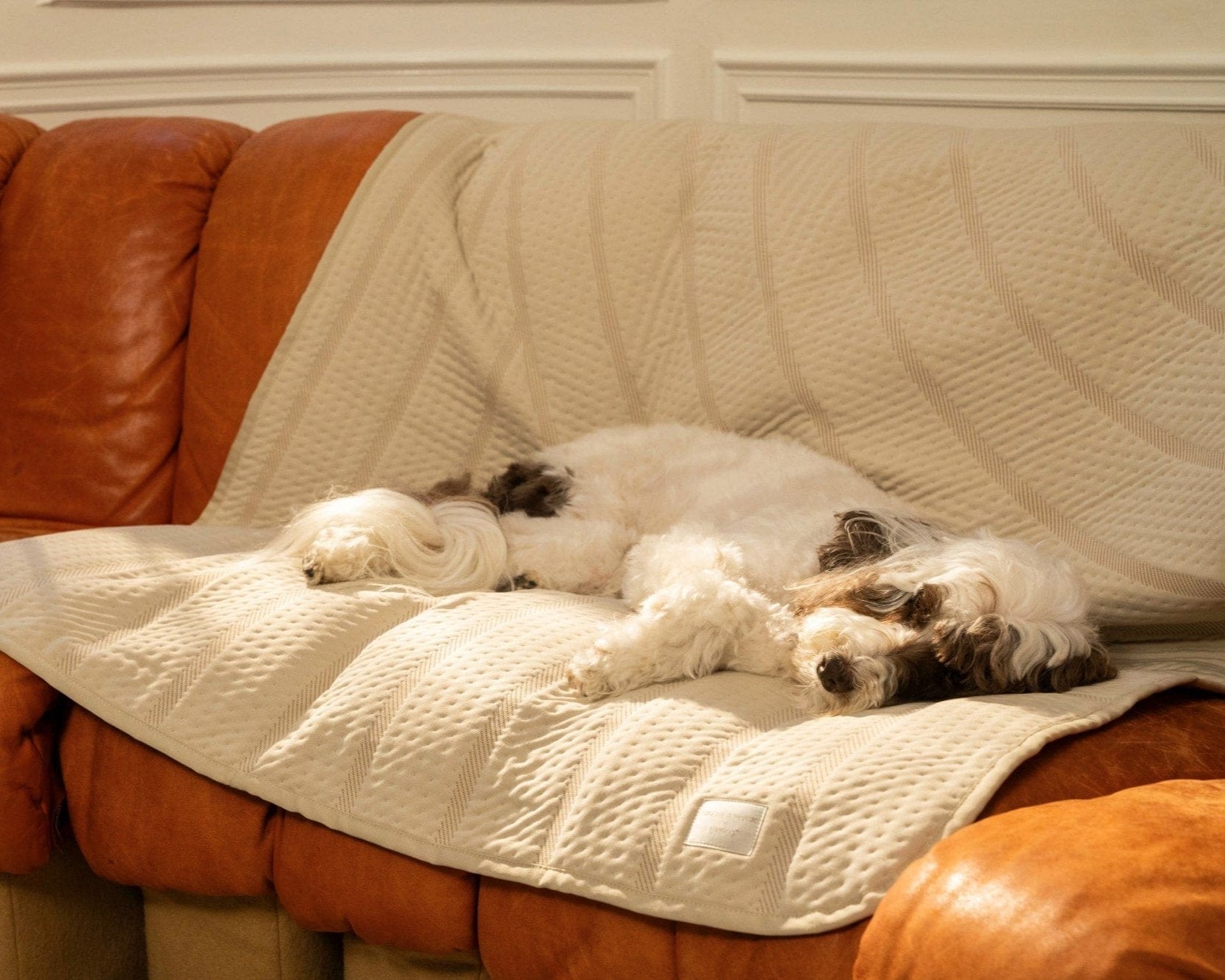 Brigette Romanek Luxury Pet Throw Blanket in Cream Dog on Couch