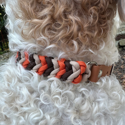 Brown, orange, and cream braided dog collar with light brown biothane strap and silver hardware on white fluffy dog