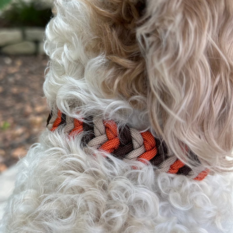 Brown, orange, and cream braided dog collar with light brown biothane strap and silver hardware on white fluffy dog